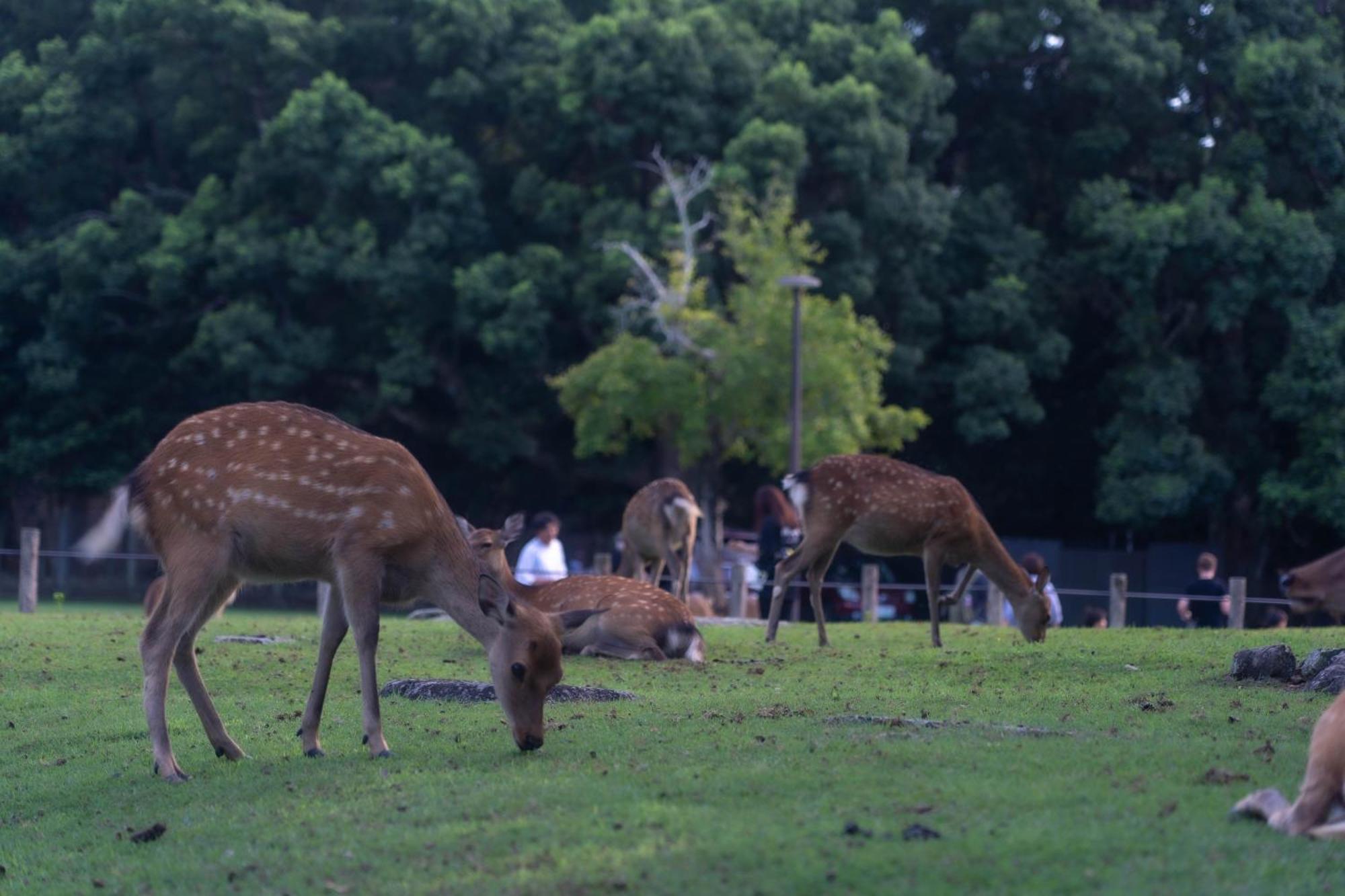 Nara Top Sights 5 To 20 Min Walk Exterior foto